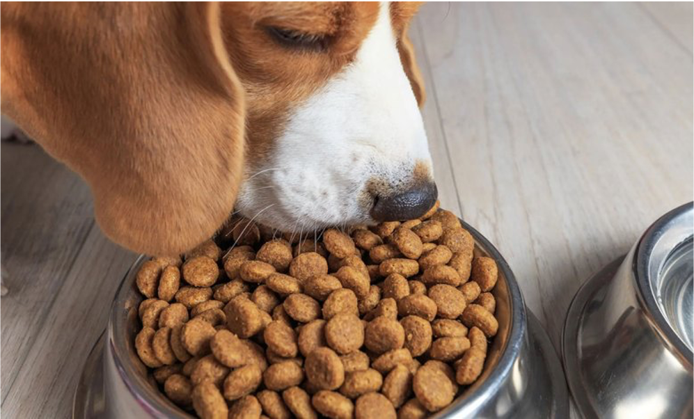 Decisión de la Suprema Corte: Se mantiene el IVA del 16% en alimentos para perros y gatos