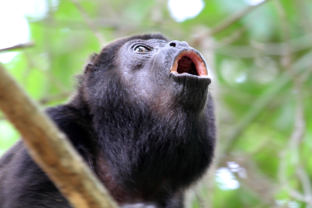 Emergencia Ambiental: México Combate la Mortalidad de Monos Aulladores en Tabasco y Chiapas
