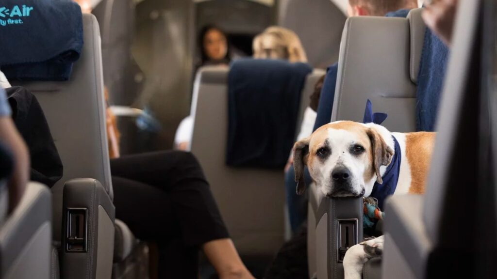 Bark Air: la aerolínea de lujo que mima a tus perros en sus vuelos VIP
